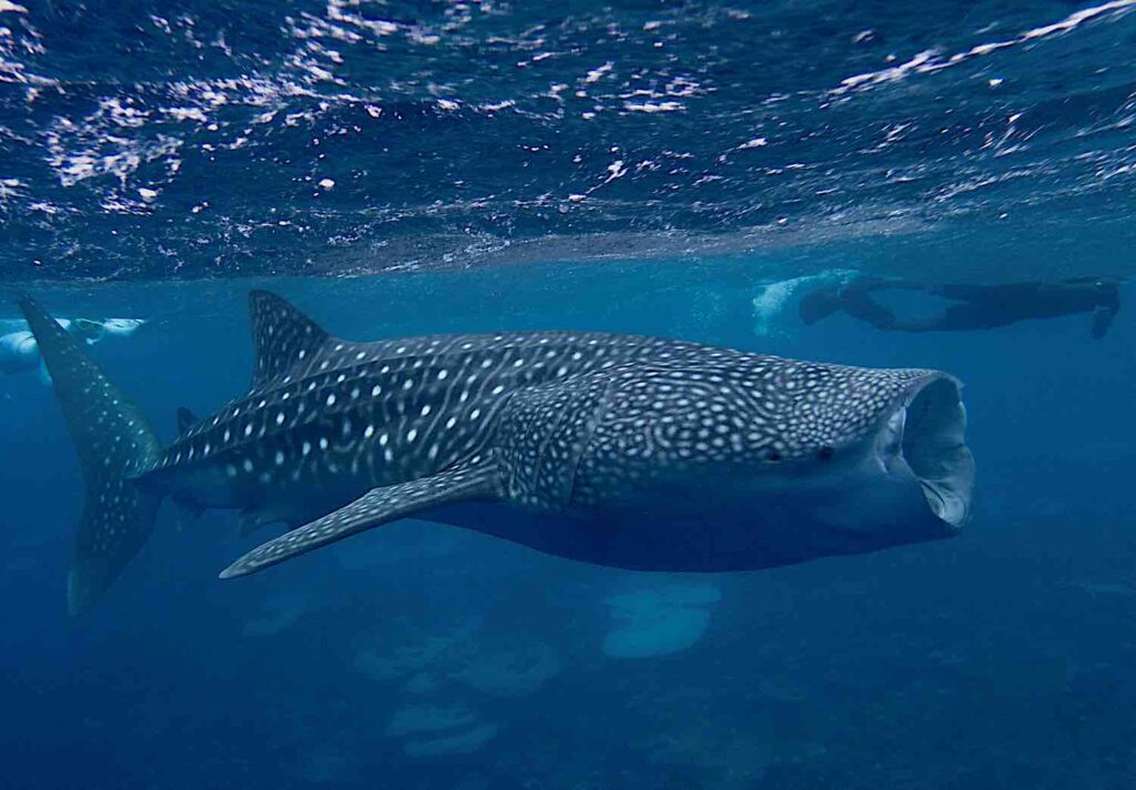 Whale Shark Feeding in Maldives