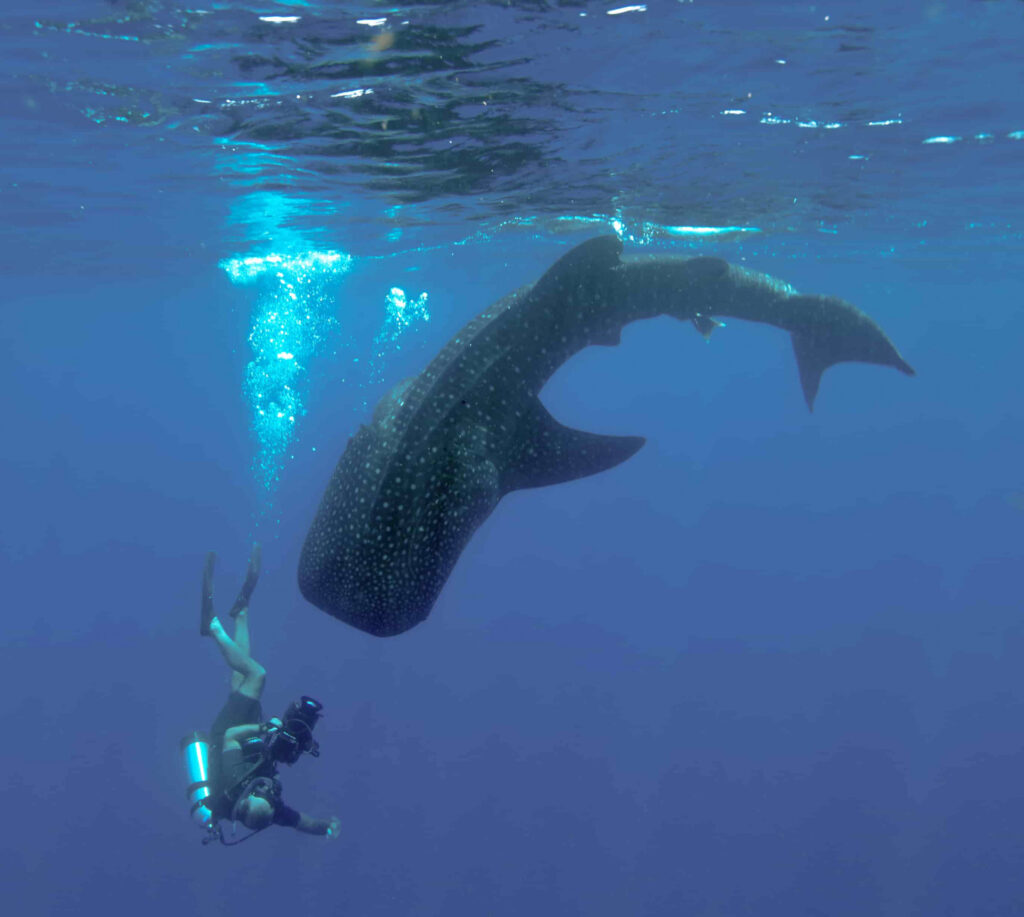 a diver capturing a close image of a Whale Shark