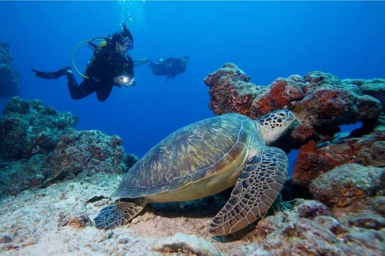 maldives underwater turtle and diver reef