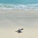 newborn green turtle at JA Manafaru Beach