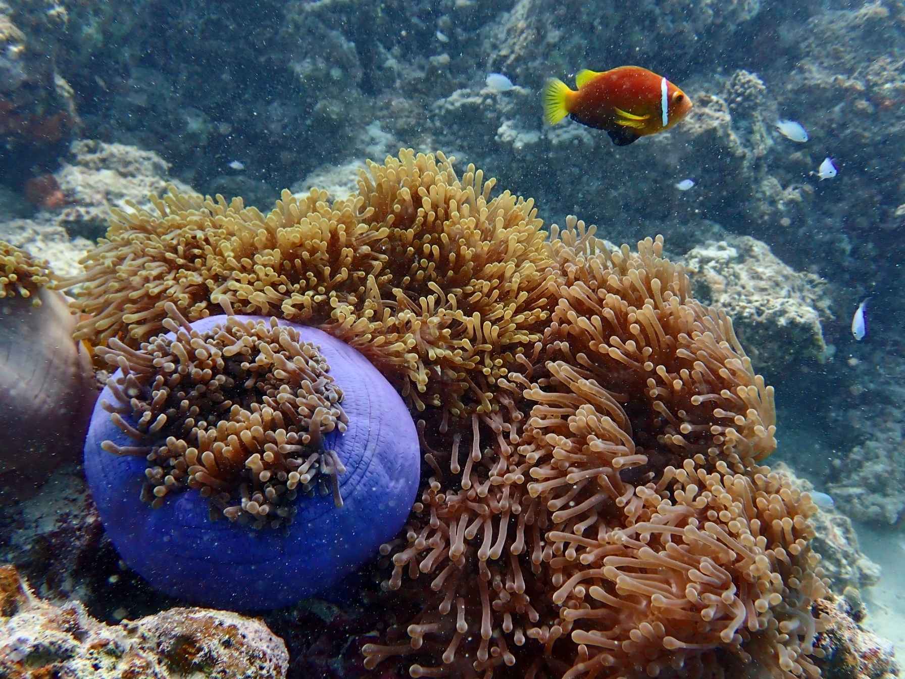 Velassaru Maldives Coral Reef