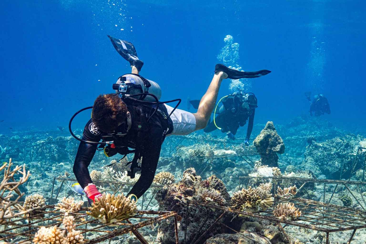 Coral Restoration at Soneva Fushi Resort in Maldives